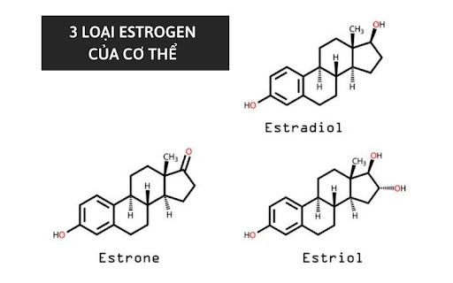co-3-loai-estrogen-chinh-trong-co-the